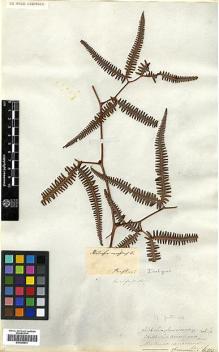 Type specimen at Edinburgh (E). Kaulfuss, Georg: . Barcode: E00385974.