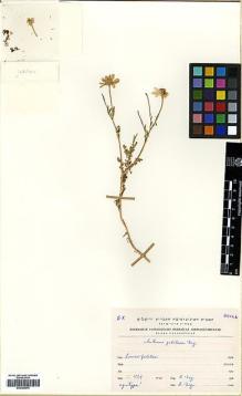 Type specimen at Edinburgh (E). Eig, Alexander: . Barcode: E00385975.