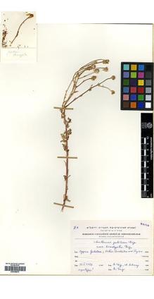 Type specimen at Edinburgh (E). Eig, Alexander; Zohary, Michael: . Barcode: E00385976.