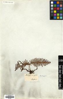 Type specimen at Edinburgh (E). Kaulfuss, Georg: . Barcode: E00385981.