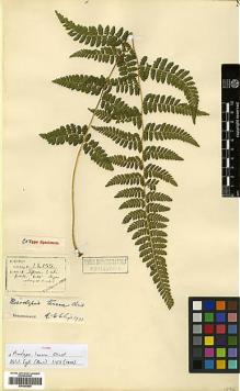 Type specimen at Edinburgh (E). Henry, Augustine: 13155. Barcode: E00385984.