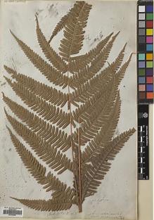 Type specimen at Edinburgh (E). Wallich, Nathaniel: 106. Barcode: E00385995.