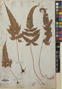 Type specimen at Edinburgh (E). Wallich, Nathaniel: 106. Barcode: E00385996.
