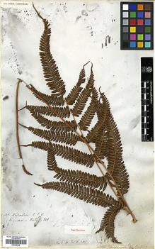 Type specimen at Edinburgh (E). Wallich, Nathaniel: 107. Barcode: E00385998.