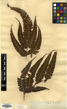 Type specimen at Edinburgh (E). Wallich, Nathaniel: 107. Barcode: E00385999.