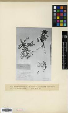 Type specimen at Edinburgh (E). Grossheim, Alexander: 64. Barcode: E00386004.