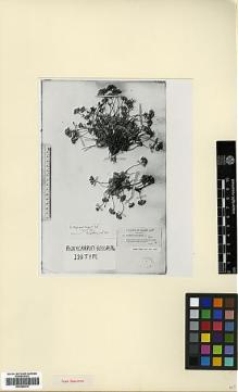 Type specimen at Edinburgh (E). Balansa, Benedict: 427. Barcode: E00386010.