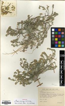 Type specimen at Edinburgh (E). Dudley, Theodore: D.35911. Barcode: E00386017.