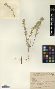 Type specimen at Edinburgh (E). Huber-Morath, Arthur: 9253. Barcode: E00386028.
