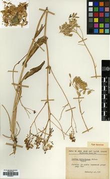 Type specimen at Edinburgh (E). Kotschy, Carl (Karl): 333. Barcode: E00386031.