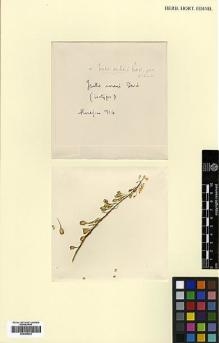 Type specimen at Edinburgh (E). Haradjian, Manoog: 714. Barcode: E00386033.