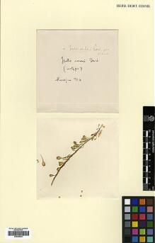 Type specimen at Edinburgh (E). Haradjian, Manoog: 714. Barcode: E00386033.