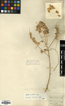 Type specimen at Edinburgh (E). Aucher-Eloy, Pierre: . Barcode: E00386034.