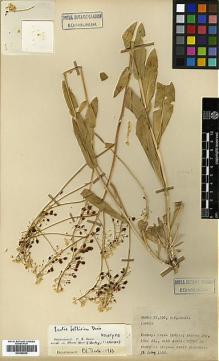 Type specimen at Edinburgh (E). Davis, Peter; Polunin, Oleg: 23396. Barcode: E00386036.