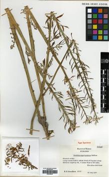 Type specimen at Edinburgh (E). Breedlove, D.E.: 15757. Barcode: E00386043.