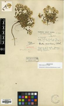 Type specimen at Edinburgh (E). Forrest, George: 6141. Barcode: E00386058.
