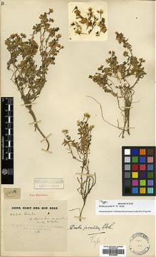 Type specimen at Edinburgh (E). Kingdon-Ward, Francis: 1023A. Barcode: E00386060.