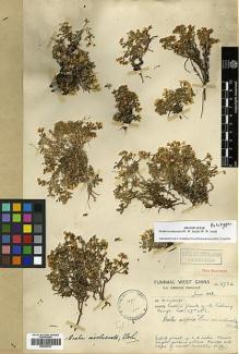 Type specimen at Edinburgh (E). Forrest, George: 5732. Barcode: E00386061.