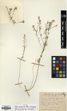 Type specimen at Edinburgh (E). Huber-Morath, Arthur: 5437. Barcode: E00386066.