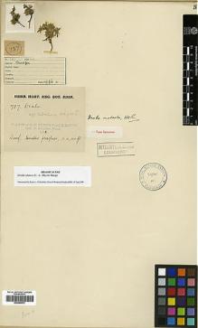 Type specimen at Edinburgh (E). Kingdon-Ward, Francis: 737. Barcode: E00386072.