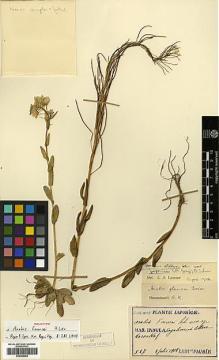 Type specimen at Edinburgh (E). Faurie, Urbain: 527. Barcode: E00386082.