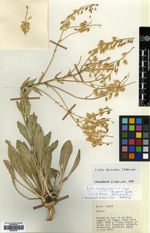 Type specimen at Edinburgh (E). Davis, Peter: 45916. Barcode: E00386104.