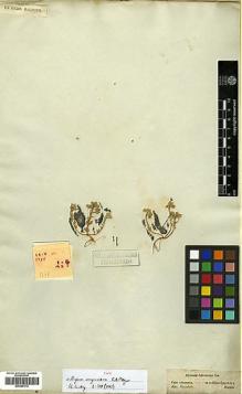 Type specimen at Edinburgh (E). Fleischer, Franz von: . Barcode: E00386113.