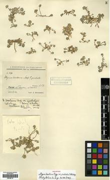 Type specimen at Edinburgh (E). Bornmüller, Joseph: 2170. Barcode: E00386115.