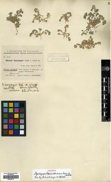 Type specimen at Edinburgh (E). Bornmüller, Joseph: 2174. Barcode: E00386119.