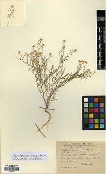 Type specimen at Edinburgh (E). Huber-Morath, Arthur: 13722. Barcode: E00386121.