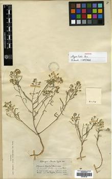 Type specimen at Edinburgh (E). Bourgeau, Eugène: . Barcode: E00386125.