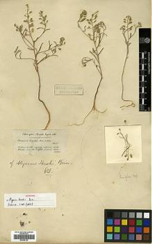 Type specimen at Edinburgh (E). Bourgeau, Eugène: . Barcode: E00386126.
