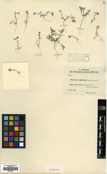 Type specimen at Edinburgh (E). Sintenis, Paul: 18. Barcode: E00386128.