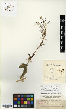 Type specimen at Edinburgh (E). Kotschy, Carl (Karl): 11. Barcode: E00386145.
