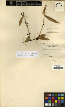 Type specimen at Edinburgh (E). Wilson, Ernest: 1284. Barcode: E00386195.