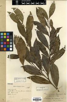 Type specimen at Edinburgh (E). Esquirol, Joseph: 3586. Barcode: E00386197.