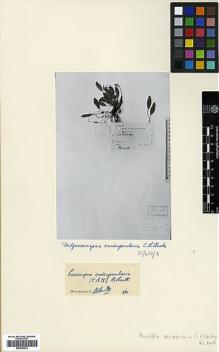 Type specimen at Edinburgh (E). Teysmann, Johannes: 11215. Barcode: E00386201.