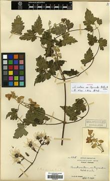 Type specimen at Edinburgh (E). Wilson, Ernest: 1315. Barcode: E00386207.