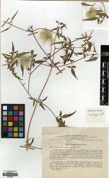 Type specimen at Edinburgh (E). Ikonnikov, Sergei: 5830. Barcode: E00386208.