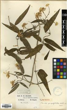 Type specimen at Edinburgh (E). Wilson, Ernest: 1442. Barcode: E00386217.