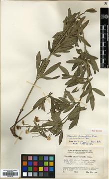 Type specimen at Edinburgh (E). Chiao, Chi: 2521. Barcode: E00386219.