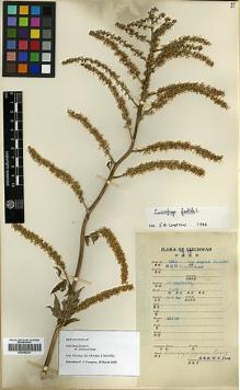 Type specimen at Edinburgh (E). Fang, W.: 4311. Barcode: E00386221.