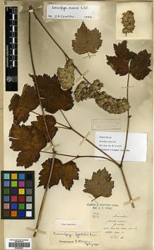 Type specimen at Edinburgh (E). Maire, Edouard-Ernest: 332. Barcode: E00386222.
