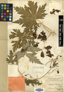 Type specimen at Edinburgh (E). Forrest, George: 4372. Barcode: E00386228.