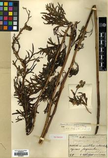 Type specimen at Edinburgh (E). Faurie, Urbain: 28. Barcode: E00386230.