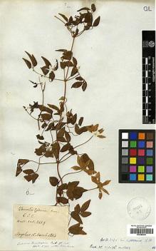 Type specimen at Edinburgh (E). Buchanan-Hamilton, Francis: 4669. Barcode: E00386239.