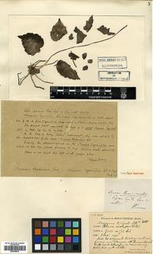 Type specimen at Edinburgh (E). Esquirol, Joseph: 2101. Barcode: E00386243.