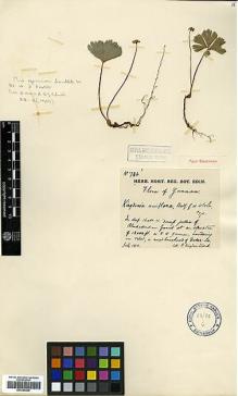 Type specimen at Edinburgh (E). Kingdon-Ward, Francis: 734. Barcode: E00386245.