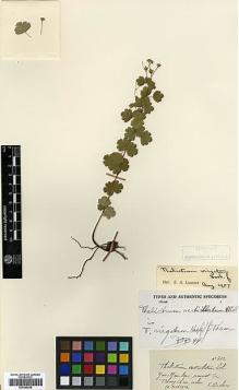 Type specimen at Edinburgh (E). Ducloux, Francois: 602. Barcode: E00386248.