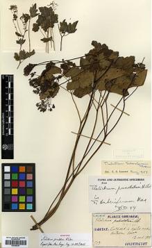 Type specimen at Edinburgh (E). Taquet, Emile: 513. Barcode: E00386251.